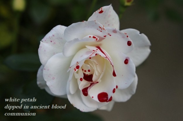 A white rose with blood drops.