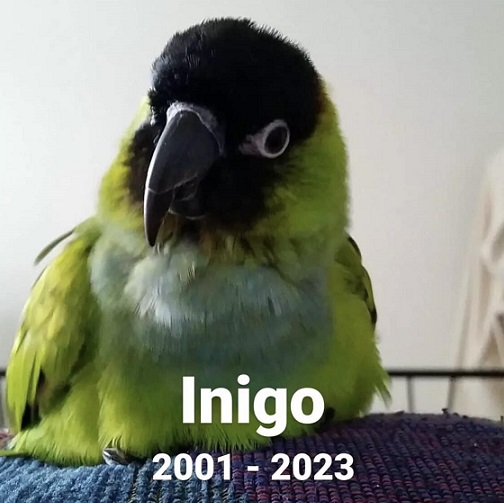 A Nanday Conure bird named Inigo.