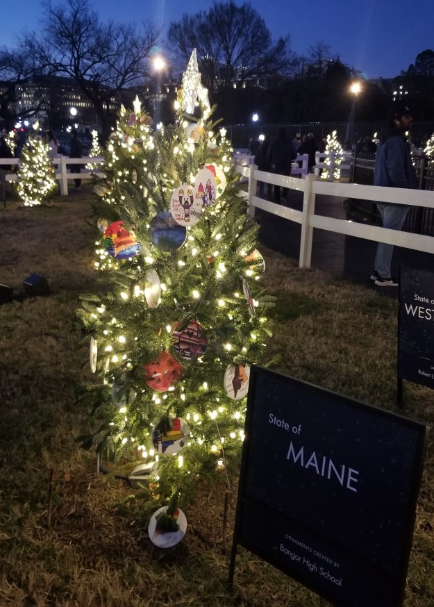 Maine's state Christmas tree, 2023.