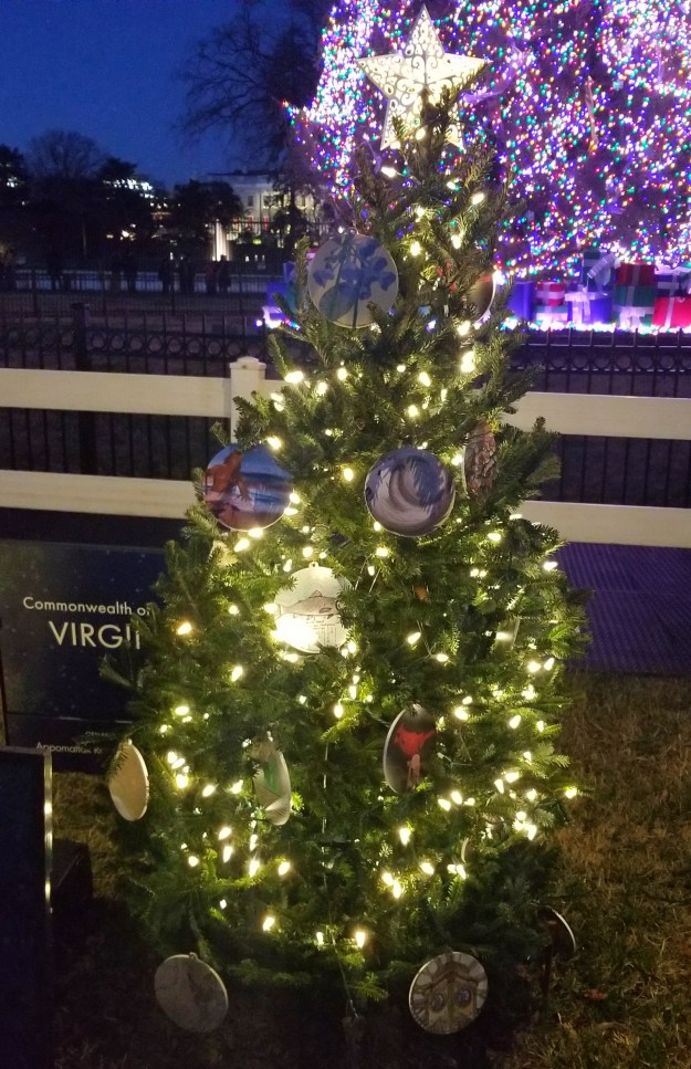 Virginia's state Christmas tree, 2023.