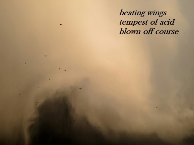 Birds flying through a storm, with a haiku that says "beating wings, tempest of acid, blown off course."
