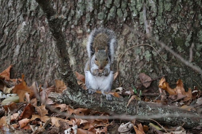 A squirrel eating an acorn in front of a tree.