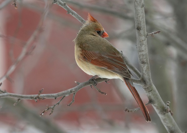 A female Northern Cardinal on a branch.